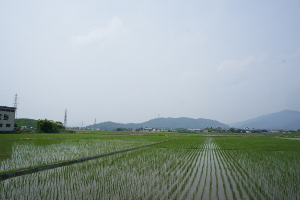 虎姫山