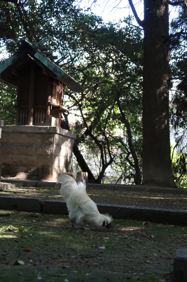 ニワトリ（真清田神社）