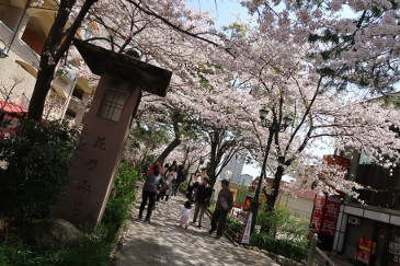 宝塚の桜