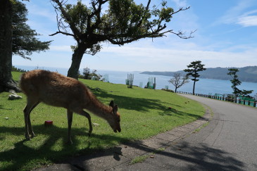 金華山の鹿