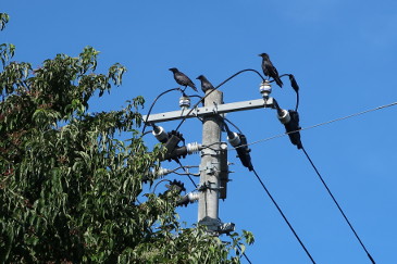 3羽のカラス