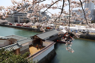 福井城　桜