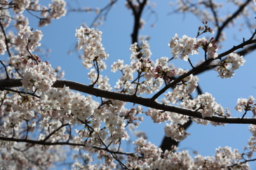 足羽川の桜