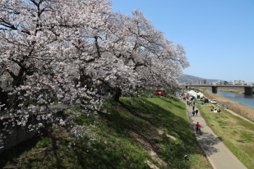 足羽川の桜