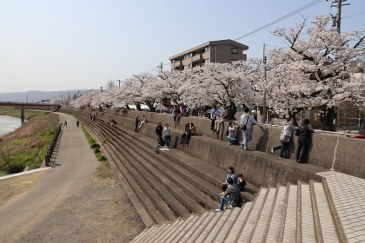 足羽川の桜