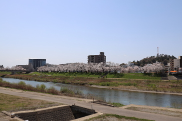 足羽川の桜