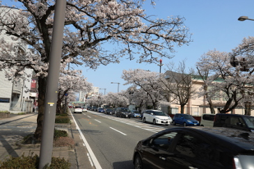 さくら通り　福井県