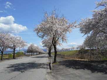 桜並木