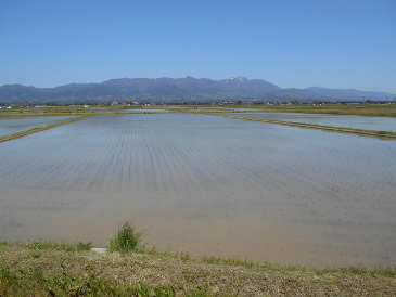 佐渡島　田んぼ