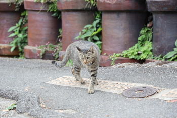 常滑の猫