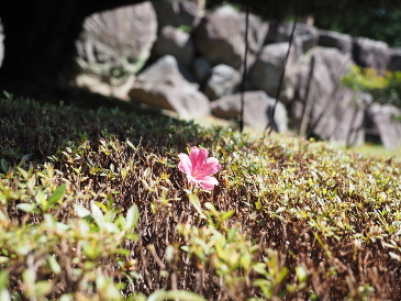 一輪だけ咲く花。