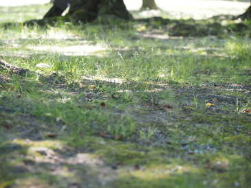 陽ざし