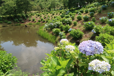 アジサイの花　白河の関