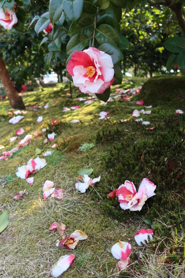 石橋文化センター　庭園