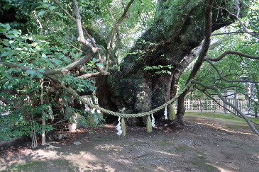 浜松八幡宮　家康隠れの楠