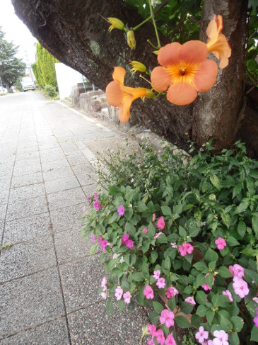 道端の花