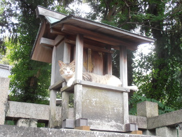 洞に猫