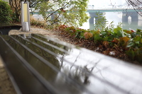 雨に映る