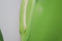シルバーキングの花