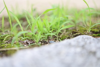 道端の草